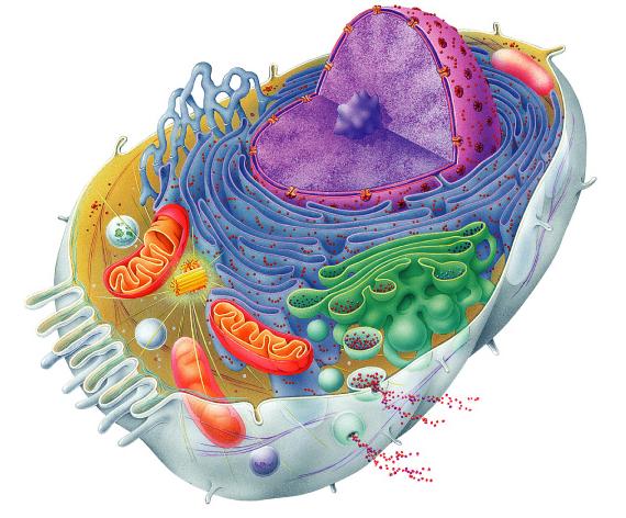 download cell organelles for free